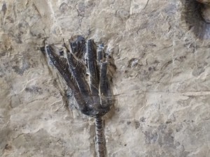 Encrinus Liliiformis und Fischsaurierwirbel