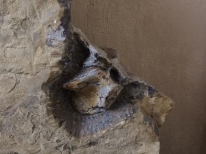 Encrinus Liliiformis und Fischsaurierwirbel